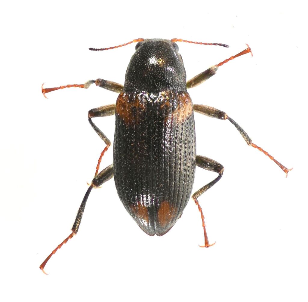 Narpus concolor