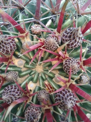 Ferocactus recurvus recurvus