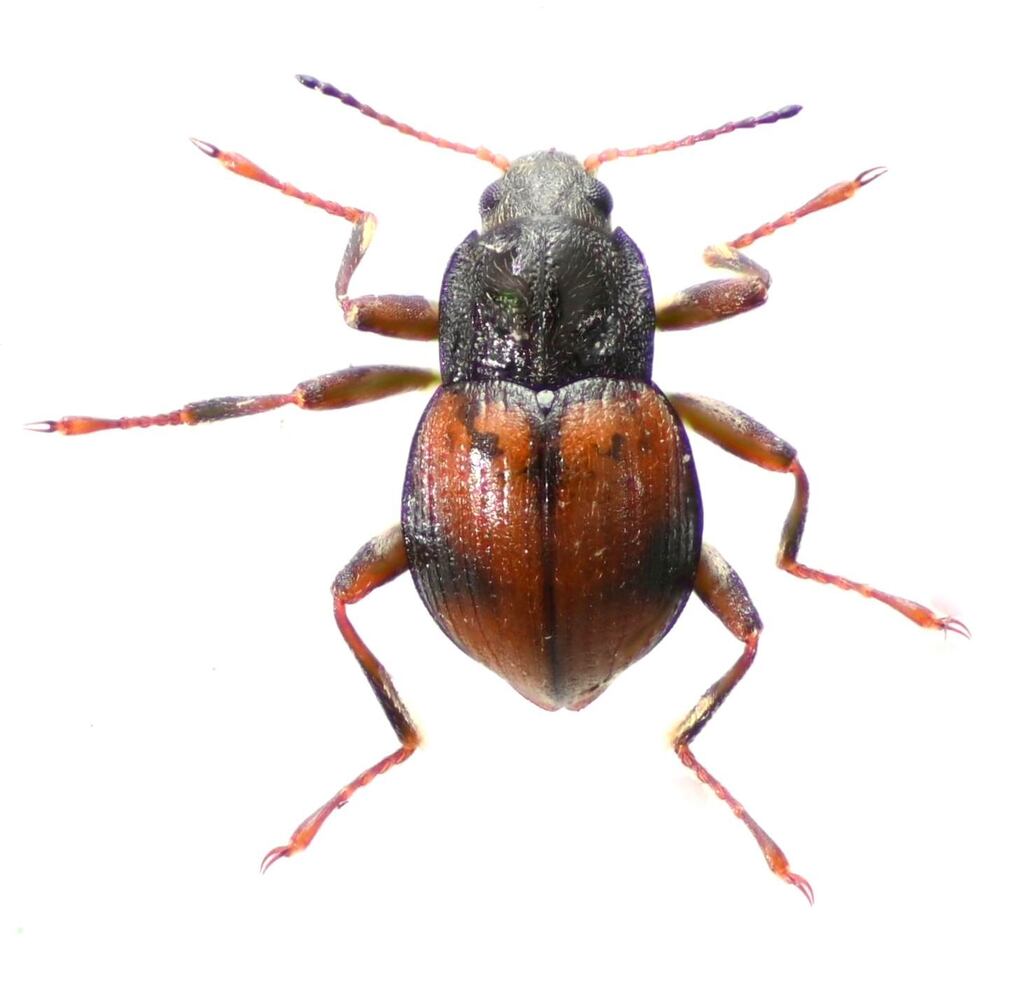 Bryelmis