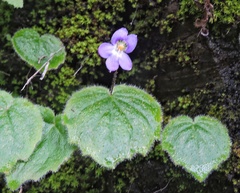 Platystemma violoides