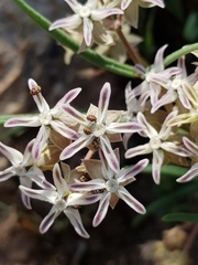 Asclepias stellifera