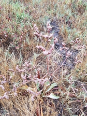 Limonium californicum