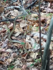 Thamnosophis lateralis