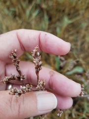 Limonium californicum