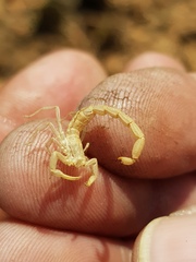 Uroplectes triangulifer