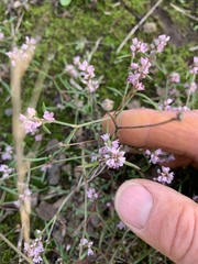Polygonum spergulariiforme