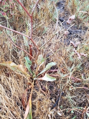 Limonium californicum