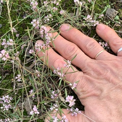 Polygonum spergulariiforme