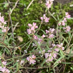 Polygonum spergulariiforme