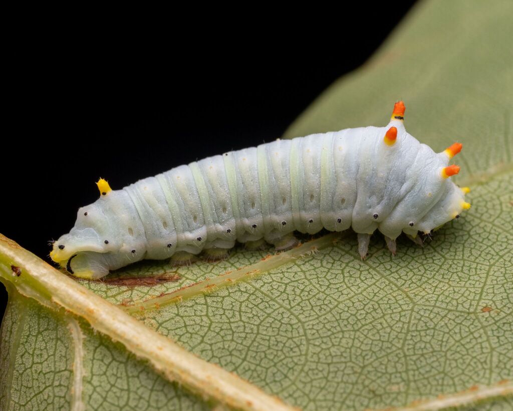 Tulip Tree Silkmoth