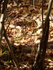 Thamnosophis lateralis