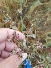 Limonium californicum