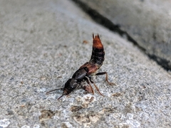 Platydracus cinnamopterus