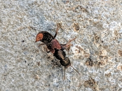 Platydracus cinnamopterus