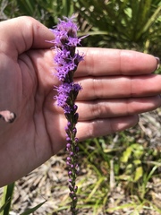 Liatris laevigata