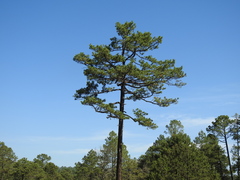 Pinus cooperi