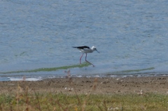 Himantopus himantopus