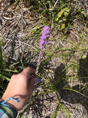 Liatris laevigata
