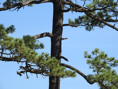 Pinus cooperi