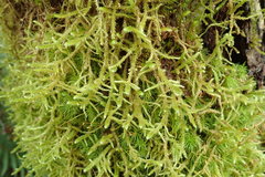 Antitrichia curtipendula