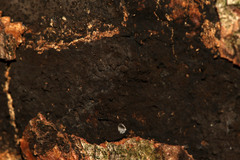 Cryptostroma corticale