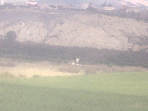 Western Marsh Harrier