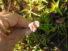 Commelina socorrogonzaleziae
