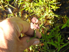 Commelina socorrogonzaleziae