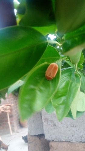 sun beetle