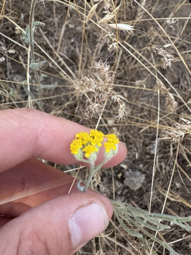 Fine-leaved Yarrow (Achillea leptophylla)