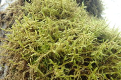 Antitrichia curtipendula