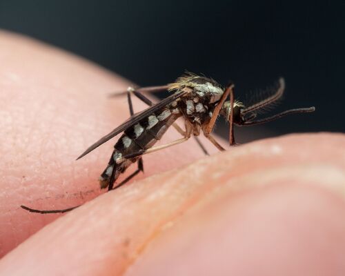 Eastern Treehole Mosquito photo 6