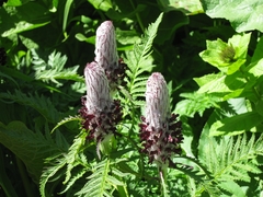 Pedicularis atropurpurea