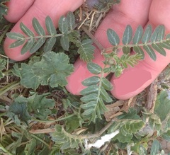 Tribulus terrestris