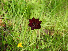 Cosmos concolor