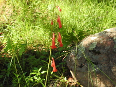 Penstemon plagapineus