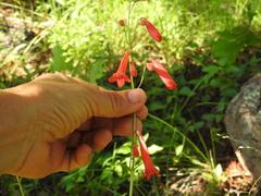 Penstemon plagapineus