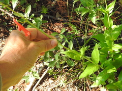 Penstemon plagapineus