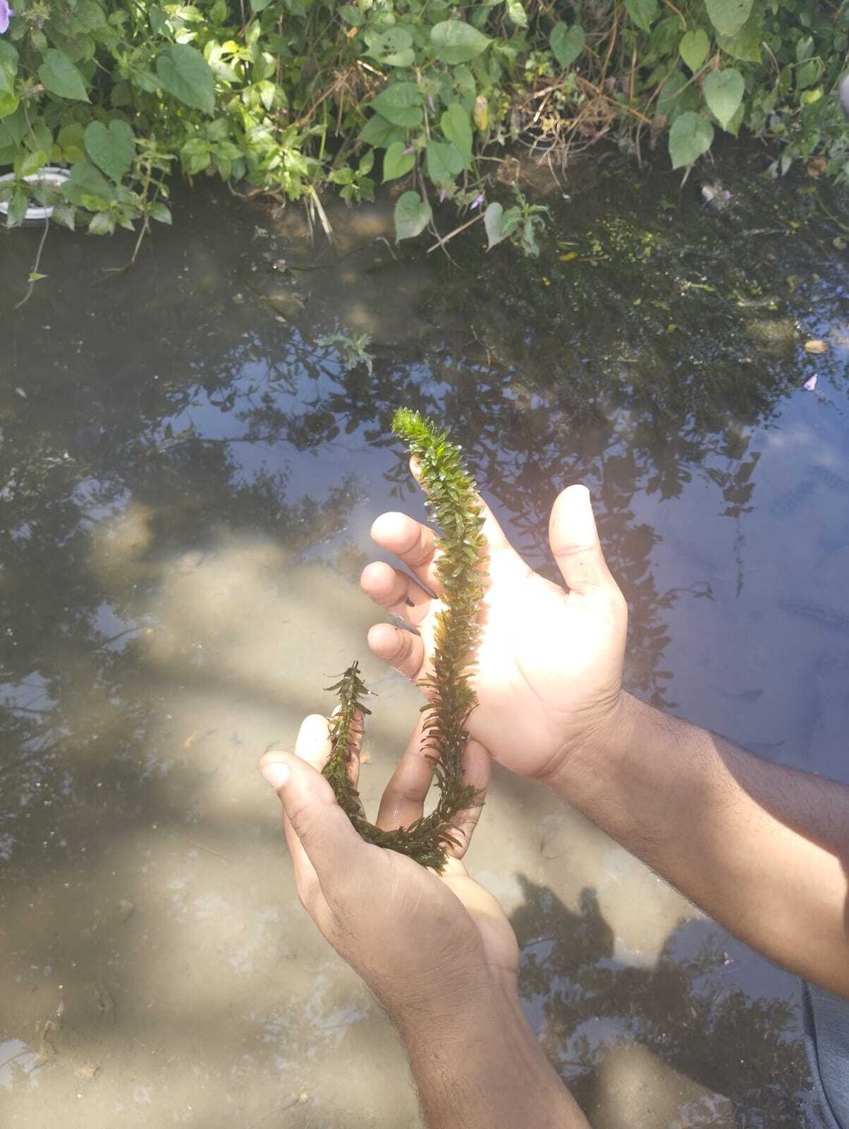 Elodea canadensis