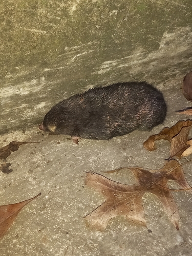 Fynbos Golden Mole (Amblysomus corriae)
