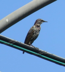 Sturnus vulgaris