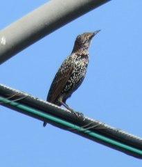 Sturnus vulgaris