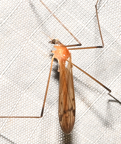 Euphylidorea adusta