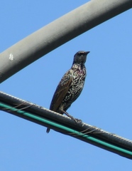 Sturnus vulgaris