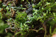 Riccardia chamedryfolia