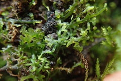 Riccardia chamedryfolia