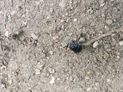 Anoplotrupes stercorosus