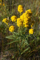Solidago spectabilis