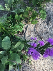 Liatrinae