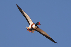 Common Shelduck photo 2
